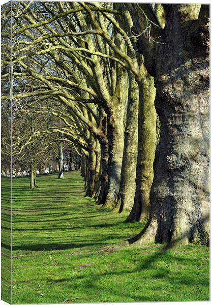 Symmetrical trees Canvas Print by Maria Carter