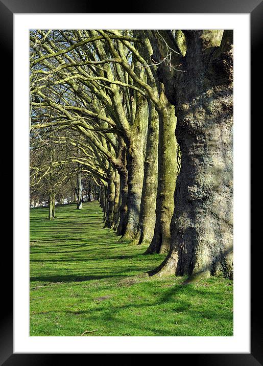 Symmetrical trees Framed Mounted Print by Maria Carter