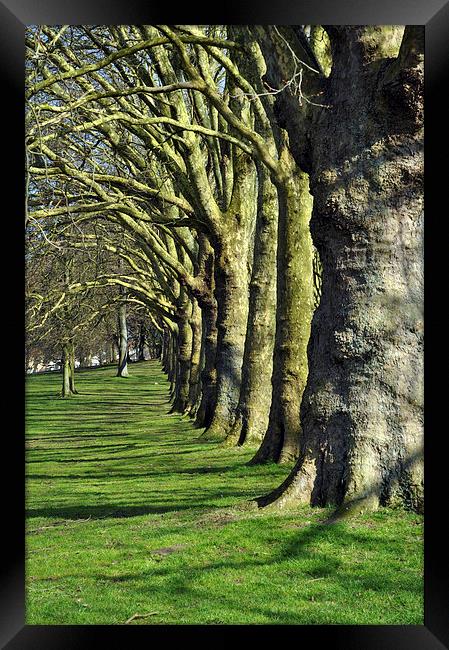 Symmetrical trees Framed Print by Maria Carter