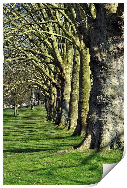 Symmetrical trees Print by Maria Carter