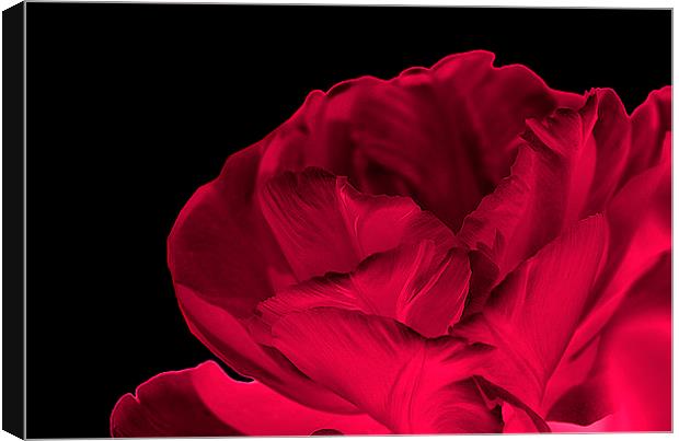Red Rose Abstract Canvas Print by Maria Carter