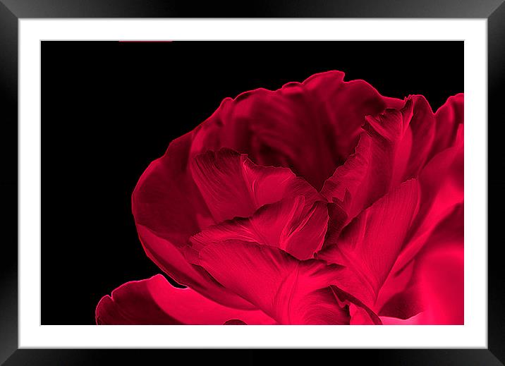 Red Rose Abstract Framed Mounted Print by Maria Carter