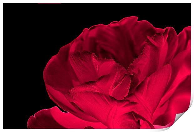 Red Rose Abstract Print by Maria Carter