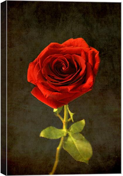 Rose  Canvas Print by mike fendt