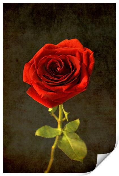 Rose  Print by mike fendt