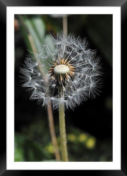 Proud Dandelion Framed Mounted Print by Maria Carter