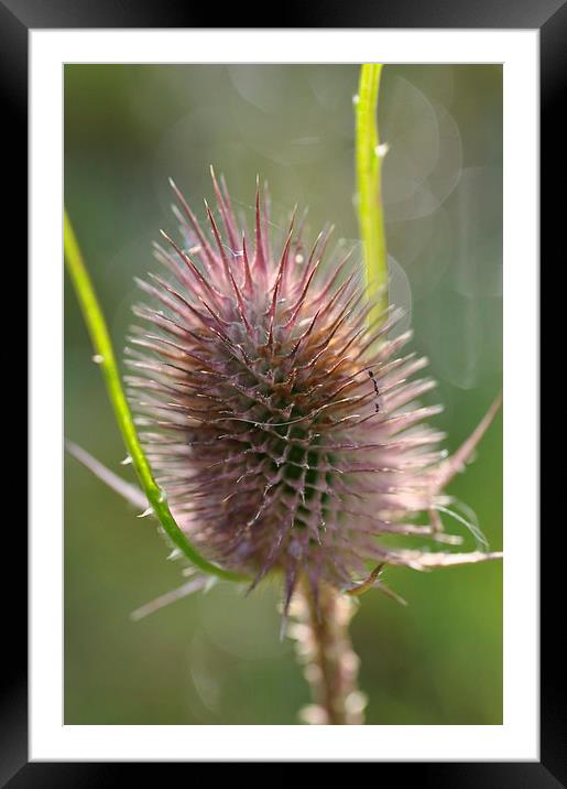 Sunlight Thistle Framed Mounted Print by Maria Carter