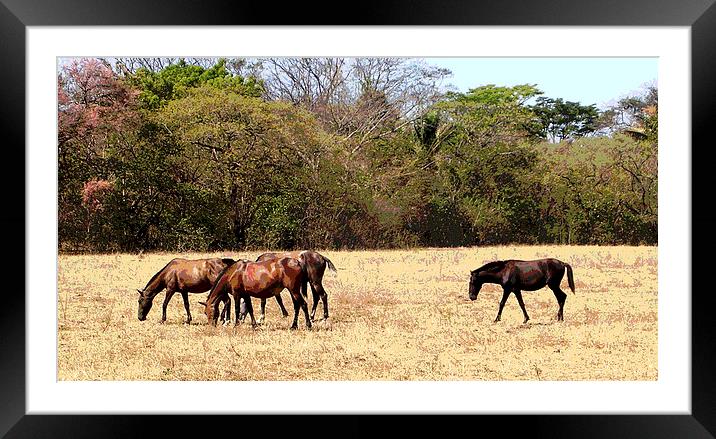 Horses in the Field Framed Mounted Print by james balzano, jr.