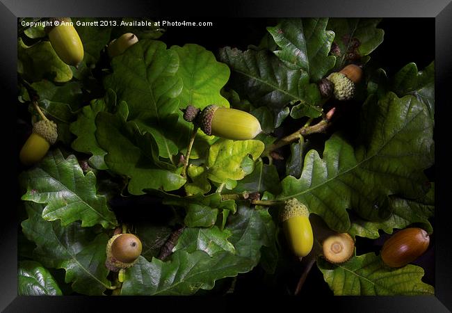 Acorn Medley Framed Print by Ann Garrett