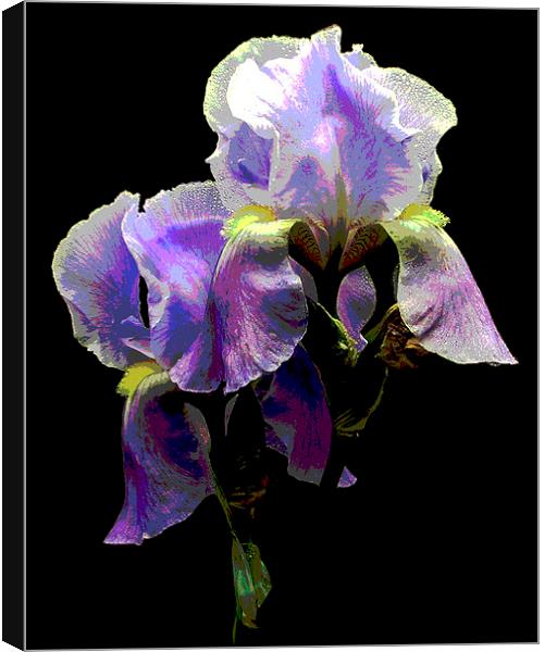 Glorious Iris Canvas Print by james balzano, jr.