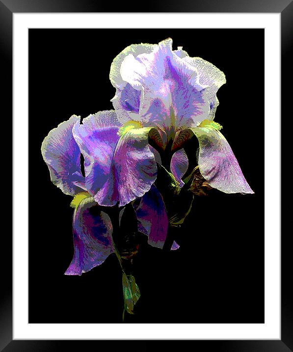 Glorious Iris Framed Mounted Print by james balzano, jr.