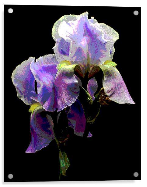 Glorious Iris Acrylic by james balzano, jr.