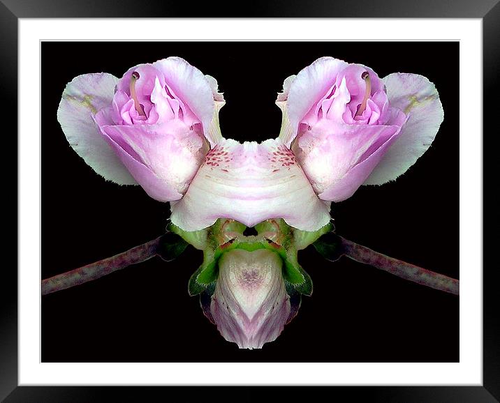 Double Blossoms Framed Mounted Print by james balzano, jr.
