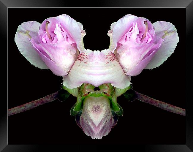 Double Blossoms Framed Print by james balzano, jr.