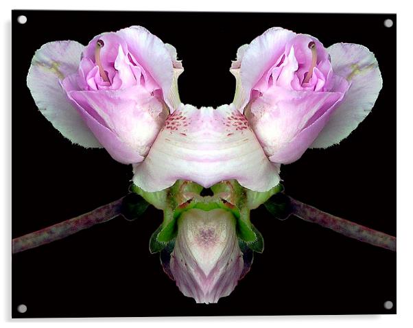 Double Blossoms Acrylic by james balzano, jr.
