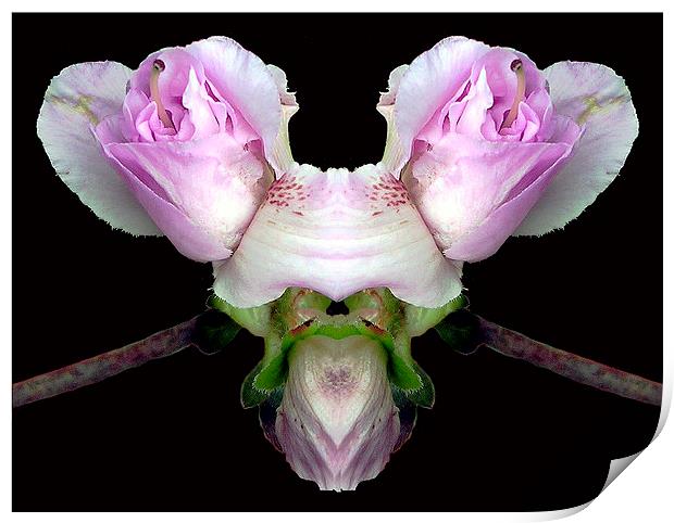 Double Blossoms Print by james balzano, jr.