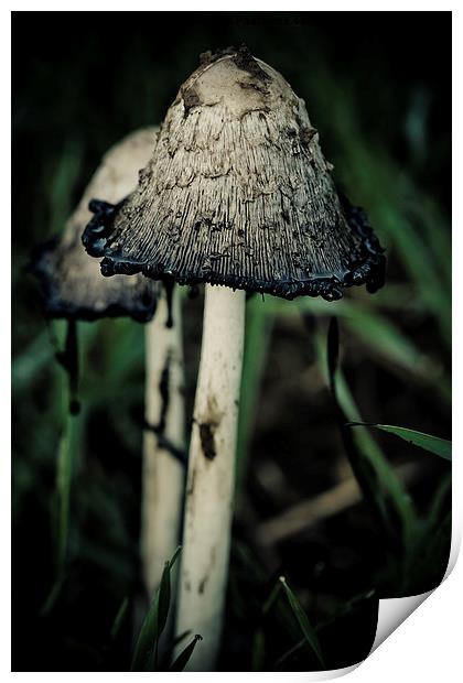 shaggy ink cap Print by Jo Beerens