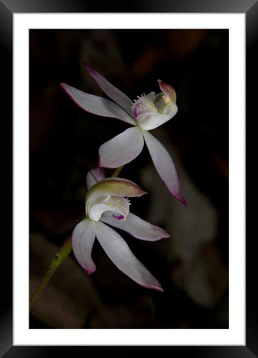 Dusky Finger Orchids Framed Mounted Print by Graham Palmer