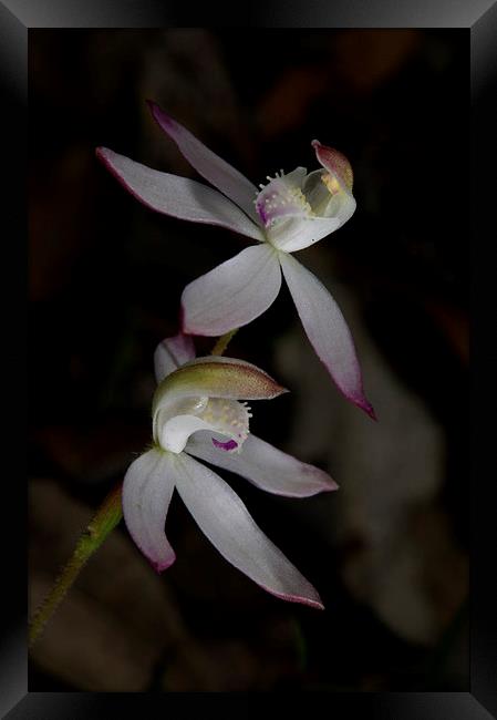 Dusky Finger Orchids Framed Print by Graham Palmer