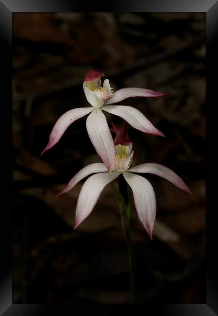 Pair Of Dusky Finger Orchids Framed Print by Graham Palmer