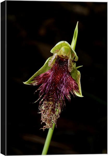 Robertsons Bearded Orchid Canvas Print by Graham Palmer