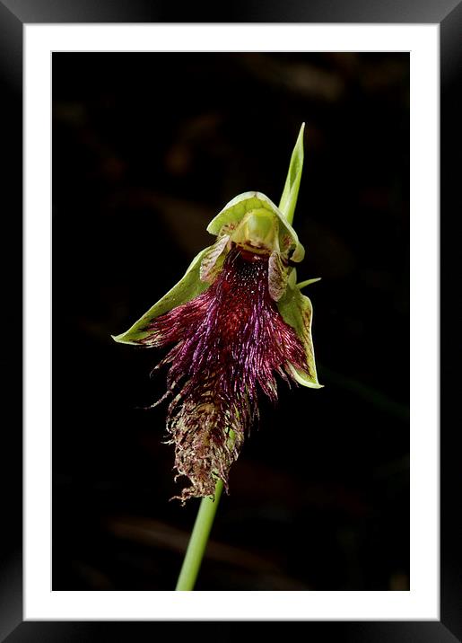 Robertsons Bearded Orchid Framed Mounted Print by Graham Palmer