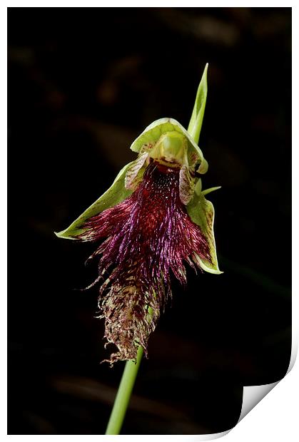 Robertsons Bearded Orchid Print by Graham Palmer