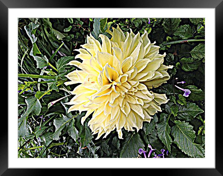 Floral with Pizazz Framed Mounted Print by Pamela Briggs-Luther