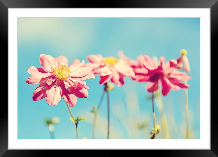 Sunlit Anemone Flowers with Cross Processed Effect Framed Mounted Print by Natalie Kinnear
