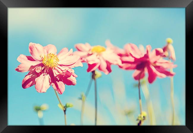 Sunlit Anemone Flowers with Cross Processed Effect Framed Print by Natalie Kinnear