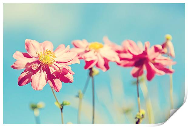 Sunlit Anemone Flowers with Cross Processed Effect Print by Natalie Kinnear