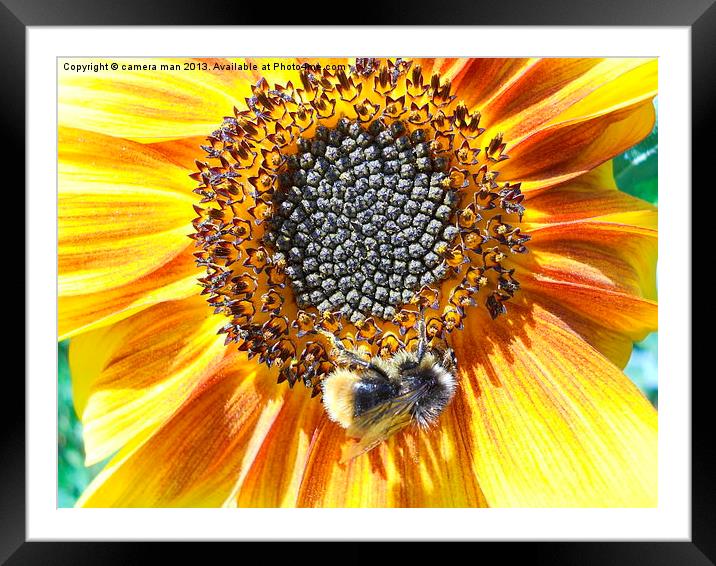 sunny flower Framed Mounted Print by camera man