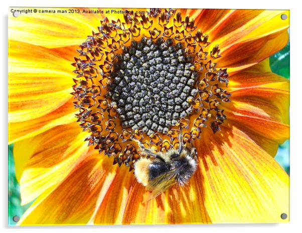 sunny flower Acrylic by camera man