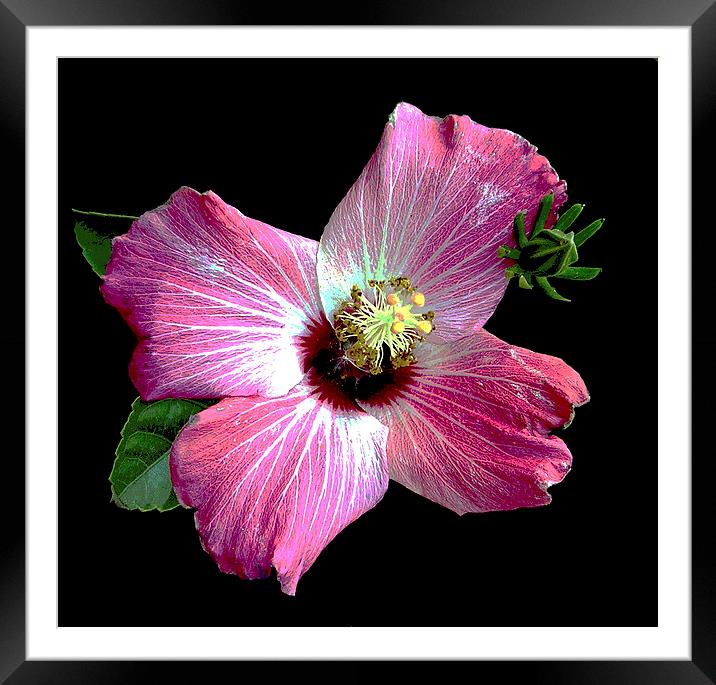 Red Rose of Sharon Framed Mounted Print by james balzano, jr.