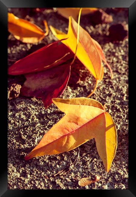 Fallen leaves Framed Print by Chiara Cattaruzzi