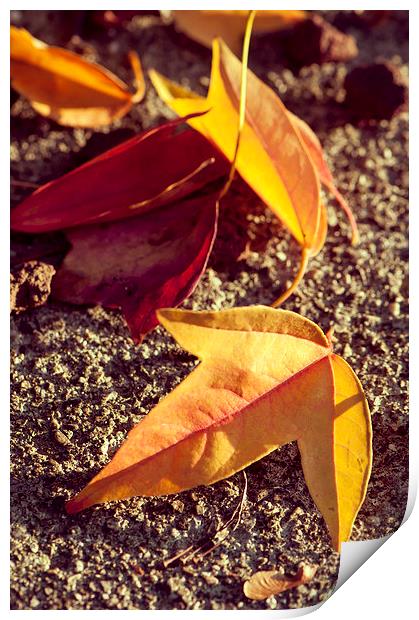 Fallen leaves Print by Chiara Cattaruzzi