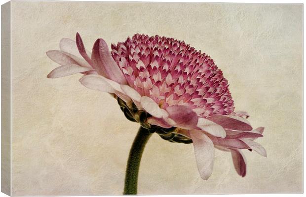 Chrysanthemum Domino Pink Canvas Print by John Edwards