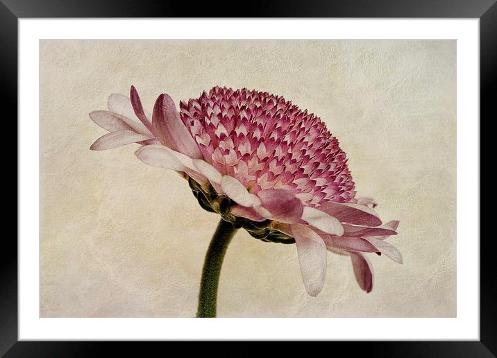 Chrysanthemum Domino Pink Framed Mounted Print by John Edwards