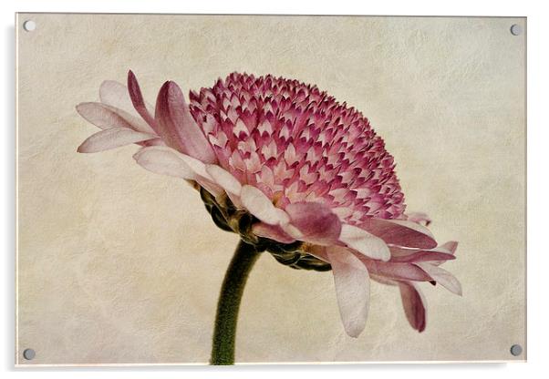 Chrysanthemum Domino Pink Acrylic by John Edwards