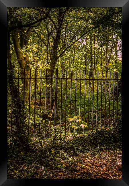 On The Otherside of the Fence Framed Print by Dawn O'Connor