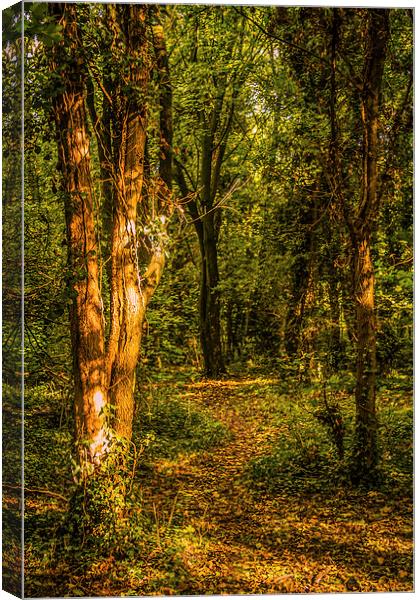 The Woodland Path Canvas Print by Dawn O'Connor