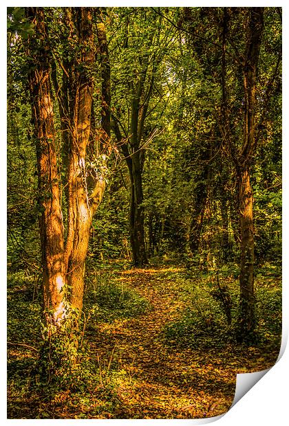 The Woodland Path Print by Dawn O'Connor