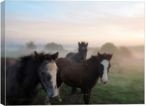Morning Misty Horses Canvas Print by Colin Richards