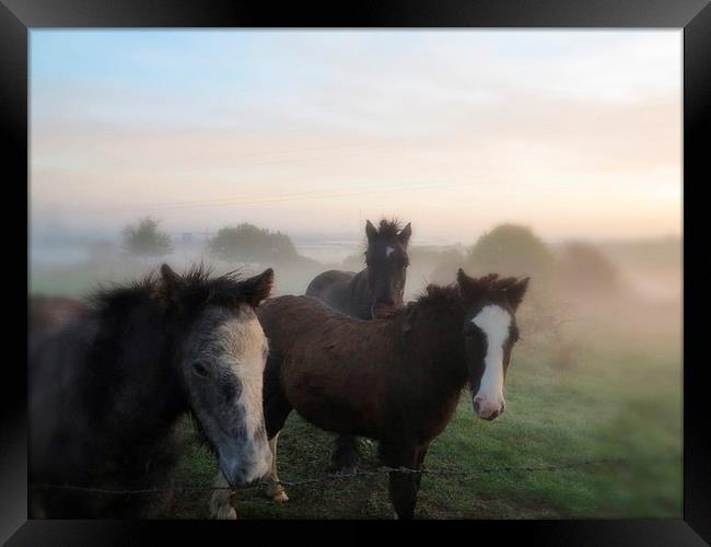 Morning Misty Horses Framed Print by Colin Richards