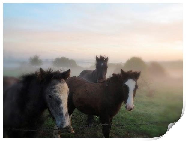 Morning Misty Horses Print by Colin Richards