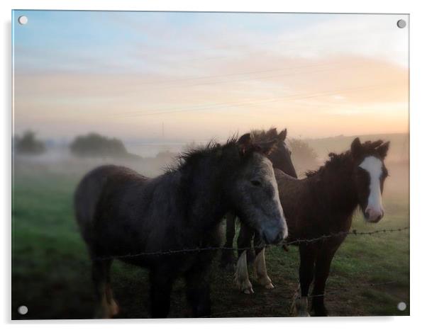 Morning Misty Horses 2 Acrylic by Colin Richards