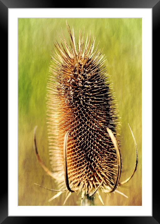 Thistle Framed Mounted Print by Mary Lane