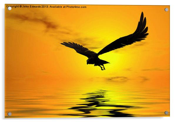 Eagle Sunset Acrylic by John Edwards