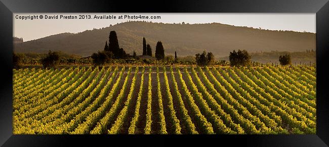 Tuscan vineyard Framed Print by David Preston