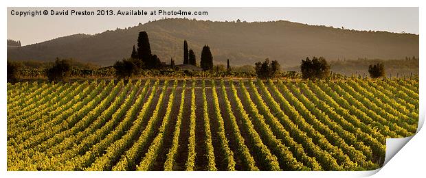 Tuscan vineyard Print by David Preston